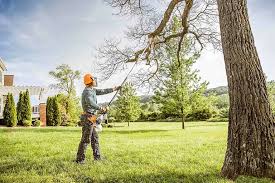 Best Fruit Tree Pruning  in Bull Run Mountain Estates, VA