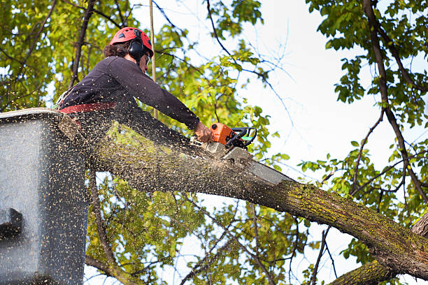 Professional Tree Removal in Bull Run Mountain Estates, VA